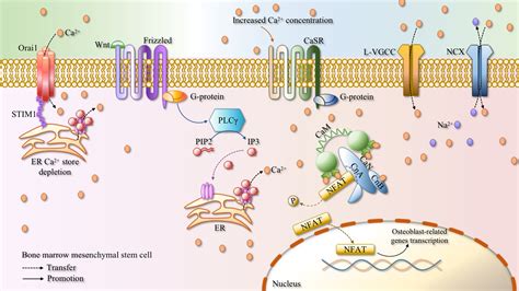 Cell Proliferation Cell Biology Journal Wiley Online Library