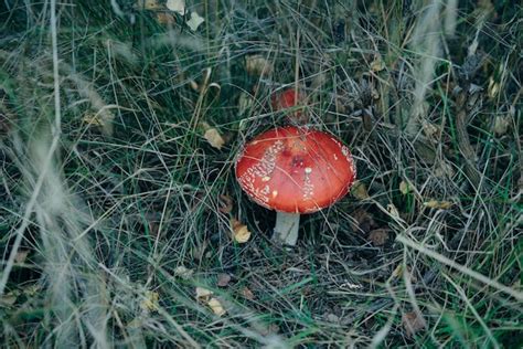 Fly Agaric Na Grama Em Uma Floresta Fly Amanita Amanita Muscaria