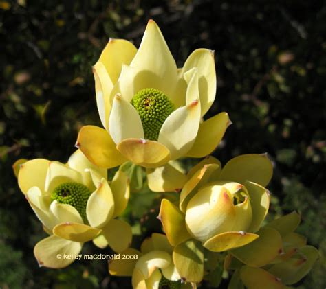 Plantfiles Pictures Leucadendron Conebush Pom Pom Leucadendron