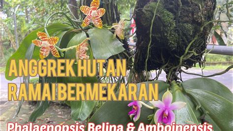 Anggrek Phalaenopsis Species Ramai Bermekaran Phalaenopsis Belina