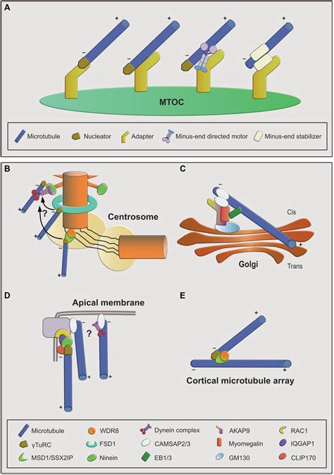 Frontiers Microtubule Anchoring Attaching Dynamic Polymers To