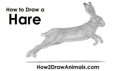 How To Draw A Hare