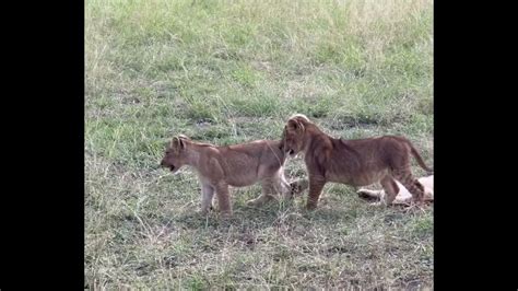 Talamati Msuthlu Lion Pride Cubs 20 March 2024 Youtube