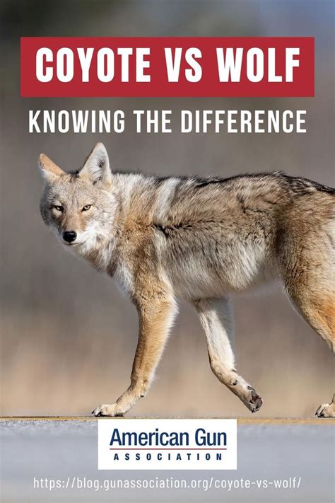 Tell Coyote Vs Wolf Apart With This Guide On How To Identify Their