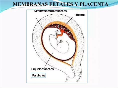 Membranas Fetales Placenta Ppt