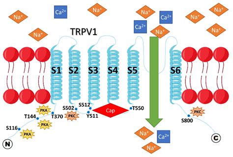 Cells Free Full Text Capsaicin And TRPV1 Channels In The