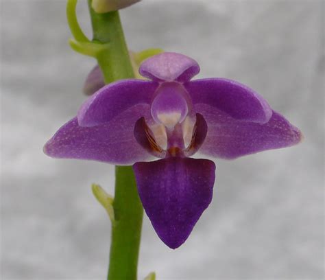 Doritaenopsis Dtps Purple Gem Aida Doritaenopsis Hybrid Shop