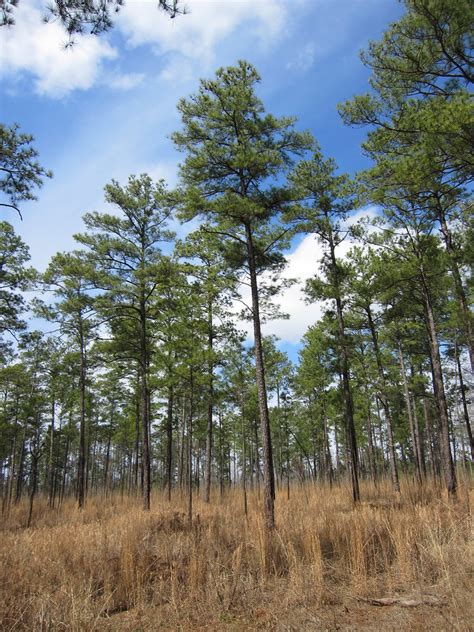 Loblolly Pine Open Loblolly Pine Pinus Taeda Forest In O Flickr