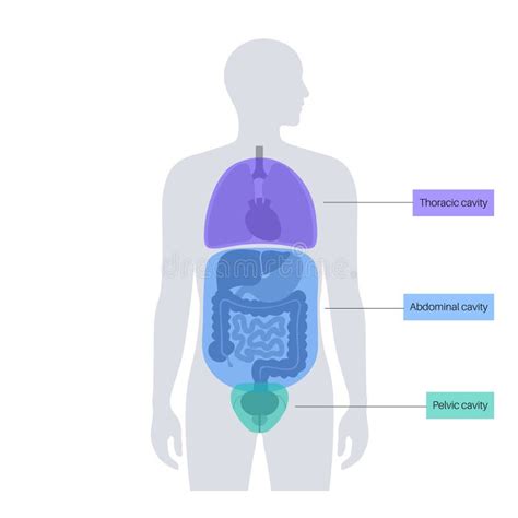 Body Cavities Poster Stock Illustration Illustration Of Space 278138477