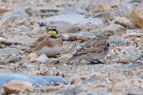 Compare Male Female Horned Lark Kim Smith Films