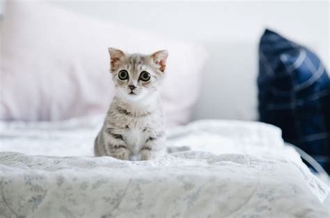 Ім'я для котів - поради