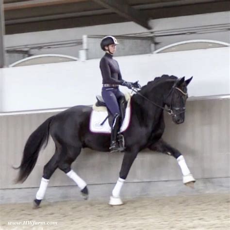 Proven quality, super FEI candidate, a true black beauty! - Horses 4 ...