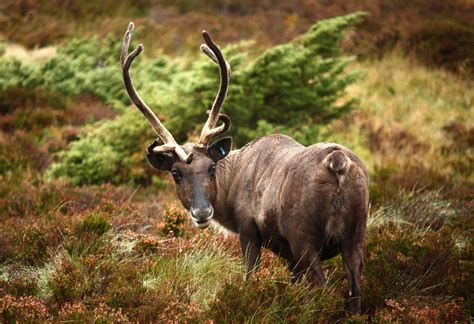 Why can’t I touch the reindeer?! – The Cairngorm Reindeer Herd