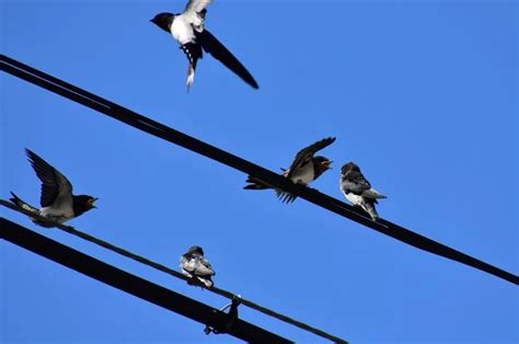 Crean Dispositivo Para Evitar Muerte De Aves Por Electrocuci N El