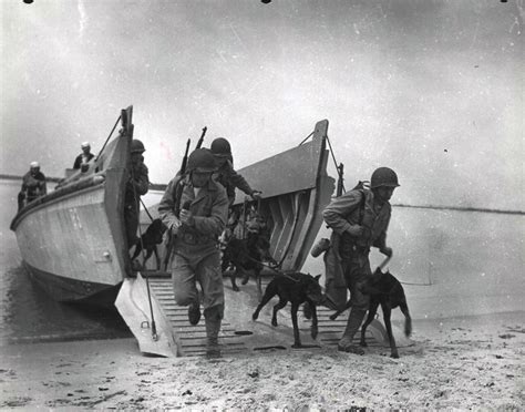 War Dogs training, Camp Lejeune, ca. 1943 | War dogs practic… | Flickr