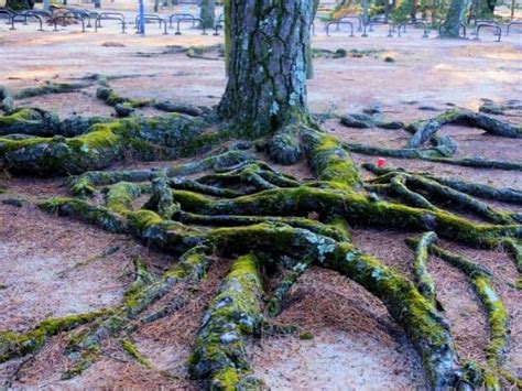 Are Pine Tree Roots Invasive Facts And Tips To Prevent Damage Thriving Yard