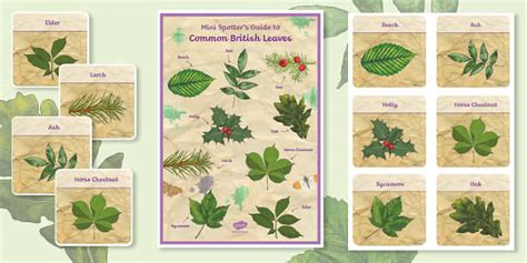 Common Leaf Id Guides Teacher Made Twinkl