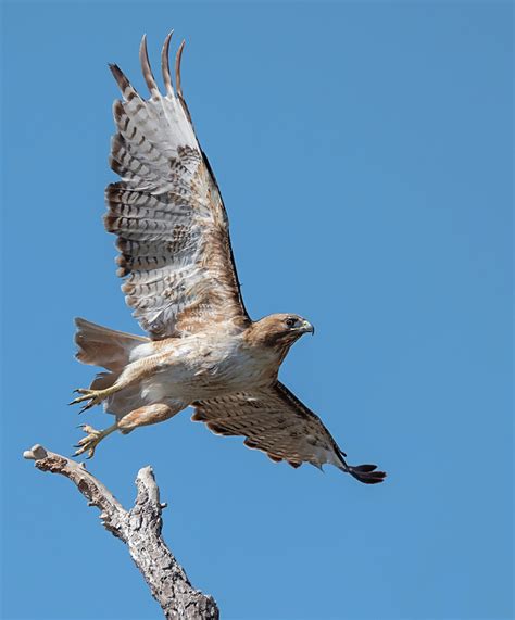 Red Tailed Hawk Takes Flight Photograph By Loree Johnson Fine Art America