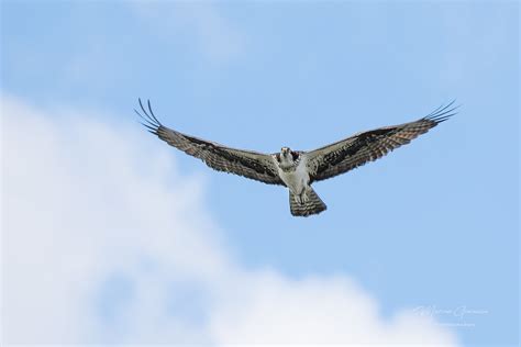 Balbuzard pêcheur Osprey DSC00425 Mod Ils étaient tr Flickr