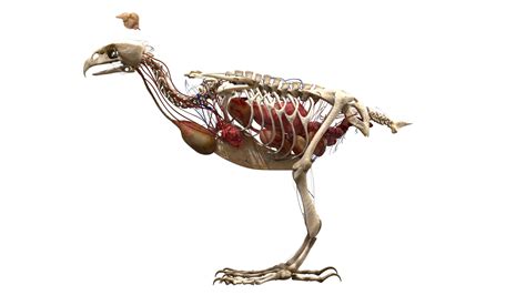 3D hawk anatomy skeleton model - TurboSquid 1526141