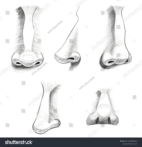 Drawing Reference Figure Images Browse 218 Stock Photos Vectors Free