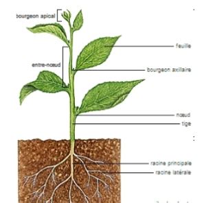 Les Diff Rentes Parties De L Appareil V G Tatif D Une Plante Fleurs