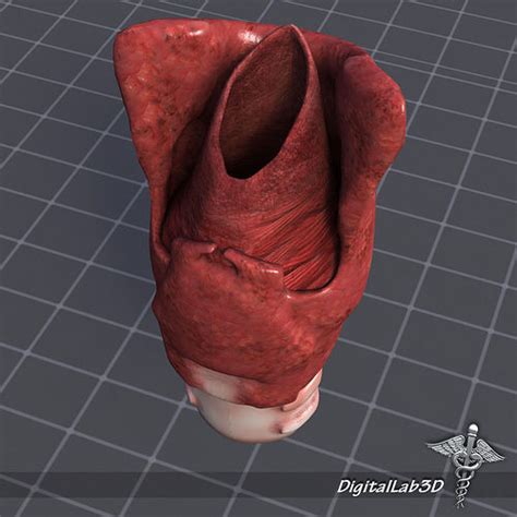 Throat Larynx 3D Model CGTrader