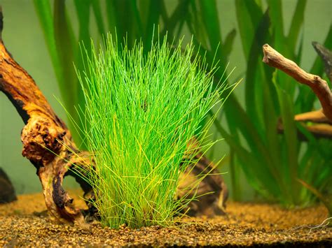 Dwarf Hairgrass Aquarium Guide Stunning Greenery Tips