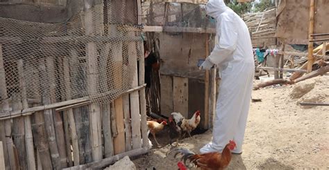 Senasa declara emergencia sanitaria por influenza aviar en aves domésticas