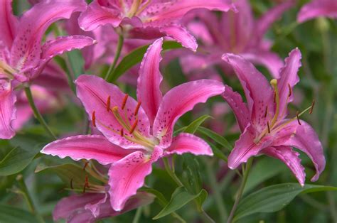 20 Types of Lilies for Your Garden