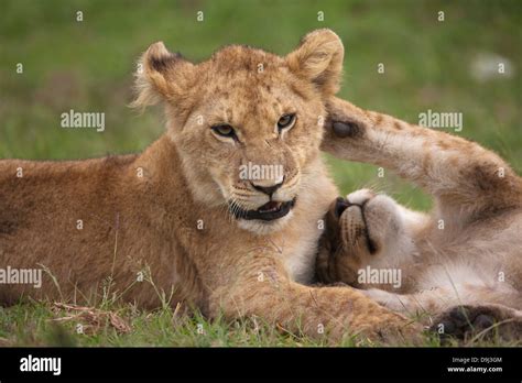 Lion Cub Close Up Masai Mara Kenya Stock Photo Alamy