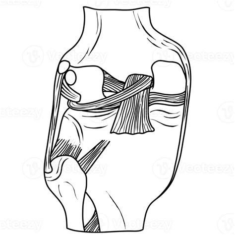 The Posterior Cruciate Ligament Of The Knee Joint Is Attached To The
