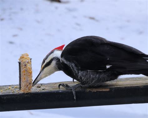 Pileated Woodpecker - Free photo on Pixabay - Pixabay