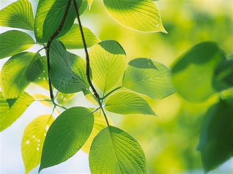 3840x2160 resolution | green leafed plant, leaves, green, nature, plants HD wallpaper ...