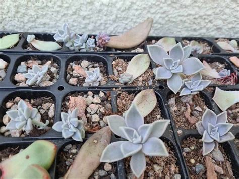 13 Quick And Easiest Succulents To Propagate