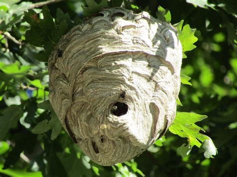 Hornets nest stock photo. Image of nest, hornets, hanging - 197918714