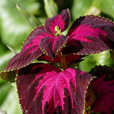 Coleus Blumei