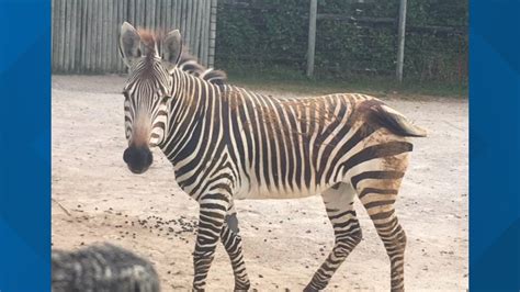 Zoo Knoxville Zebra Die Toekoms Dies