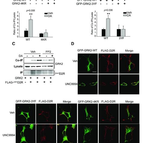 The Translocation Of Grk To The Plasma Membrane And Subsequent