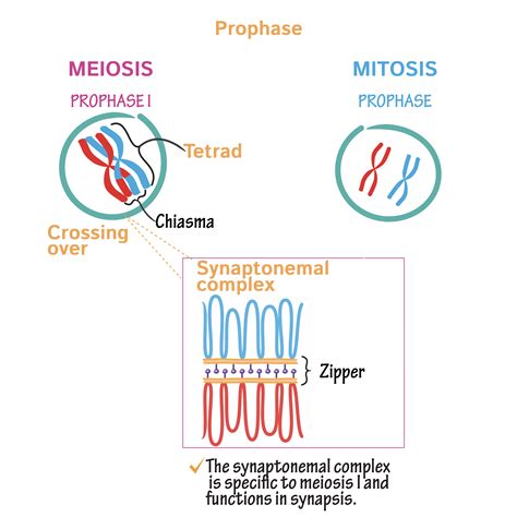 Cell Biology Glossary Mitosis Vs Meiosis Ditki Medical Biological