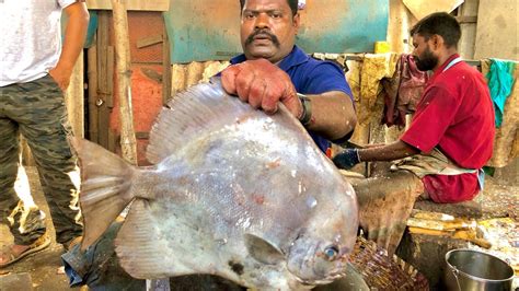 KASIMEDUSPEED SELVAM BIG RARE BAT FISH CUTTING VIDEO KING FISH