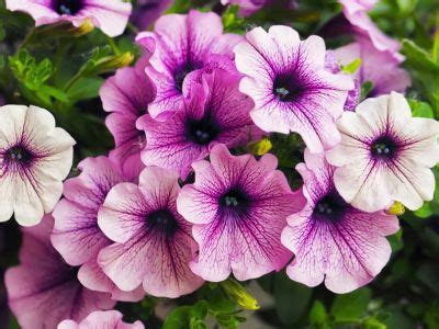 Growing Petunias: Tips For Petunia Care