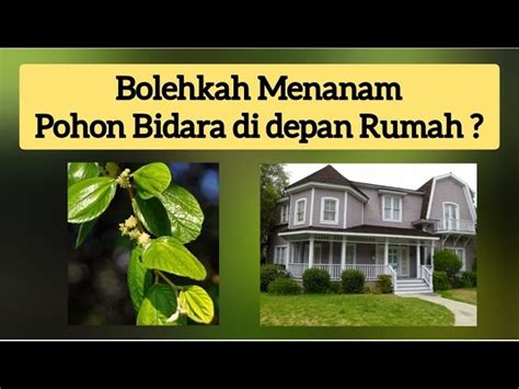 Manfaat Pohon Bidara Depan Rumah Yang Jarang Diketahui Solider