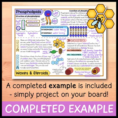 Lipids Doodle Notes Emmatheteachie