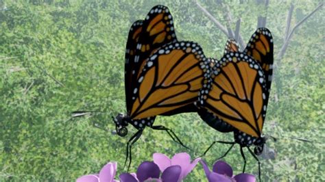 Monarch Butterfly Mating And Reproduction Dev Preview Youtube