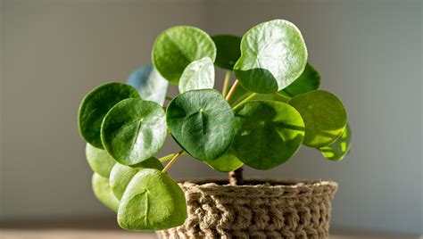 Pilea peperomioides aprenda os cuidados de cultivo e manutenção e use