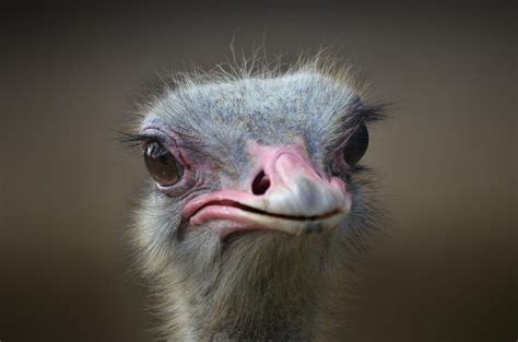 Ostrich Anatomy 101 Understanding Ostrich Physical Features Ostrichology