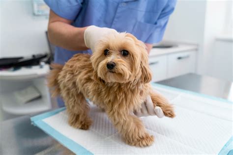 Como Ensinar O Cachorro A Fazer Necessidades No Lugar Certo