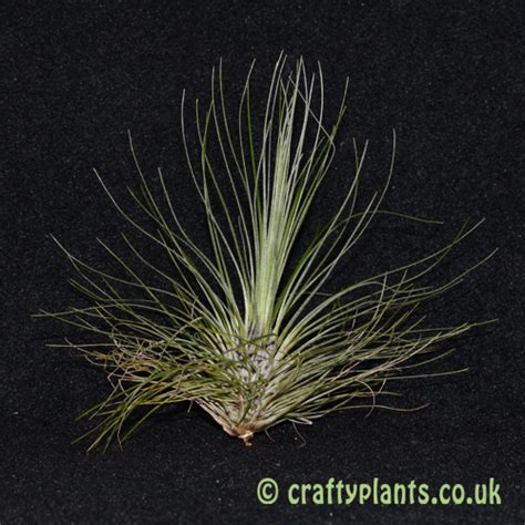 Tillandsia Filifolia Alchetron The Free Social Encyclopedia