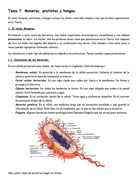 Tema 7 Moneras Protistas Y Hongos Tema 7 Moneras Protistas Y